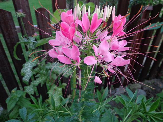 Ukochane Cleome!