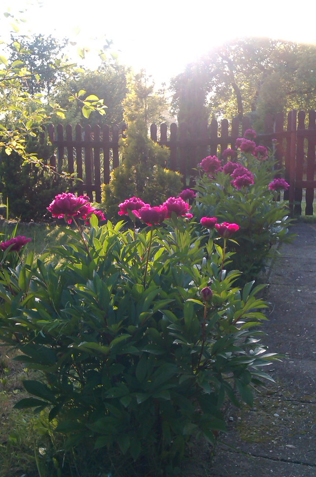 urok letnich piwonii