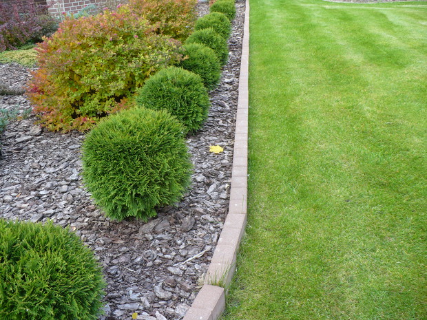 Uwielbiam wolno rosnące tuje