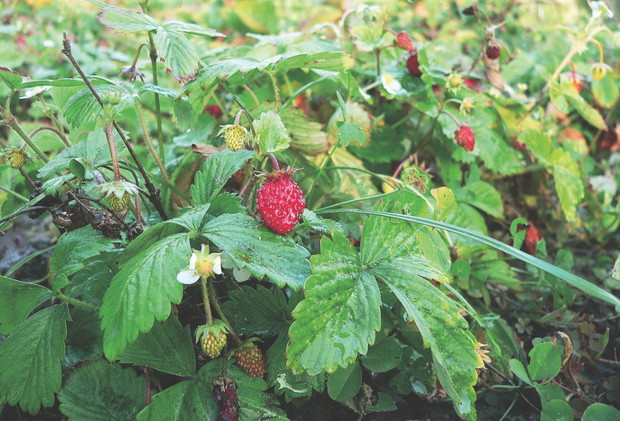 W naszym lasku pyszne poziomki można zrywać prosto z krzaczka.