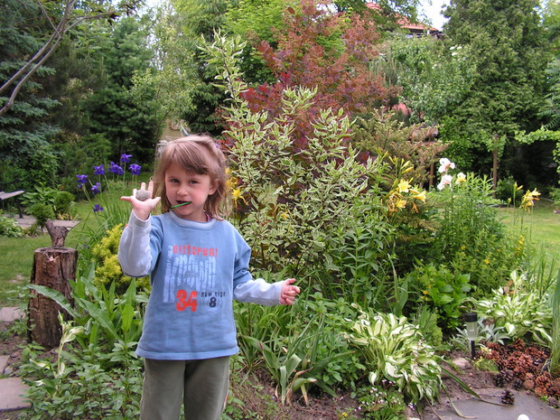 W naszym ogrodzie nawet zwyczajny kamień staje się prehistorycznym jajem dinozaura! (2012r)