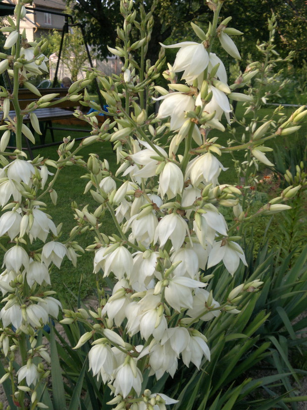 W pełni kwiatostanu
