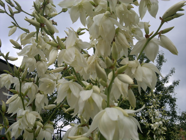 W pełni kwiatostanu