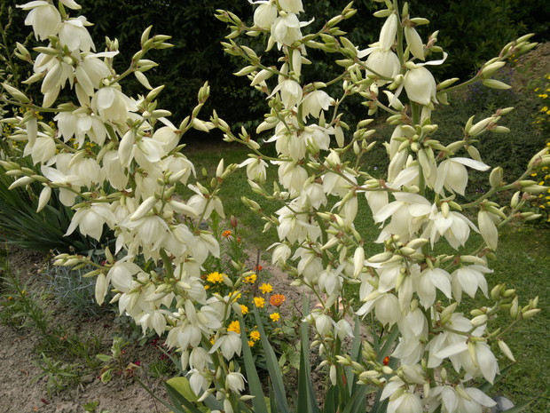 W pełni kwiatostanu