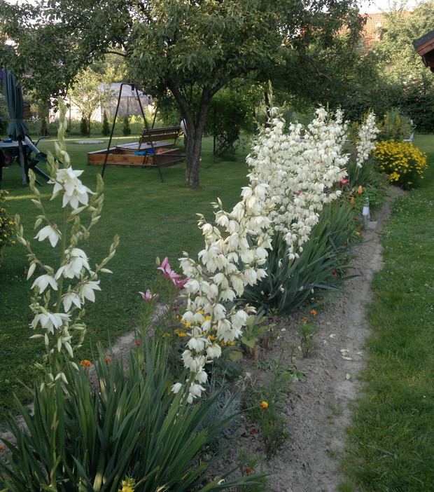 W pełni kwiatostanu