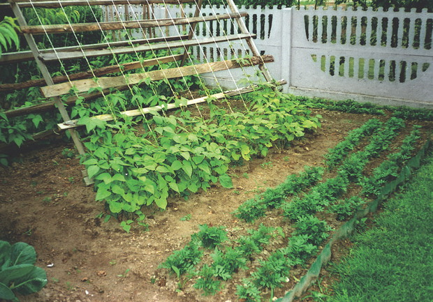 Warto było wygospodarować trochę miejsca na warzywnik. Włoszczyzna z własnej uprawy jest bezcenna.