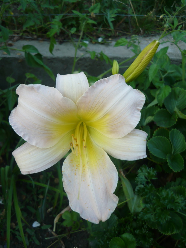 Warto czekać aż zakwitną