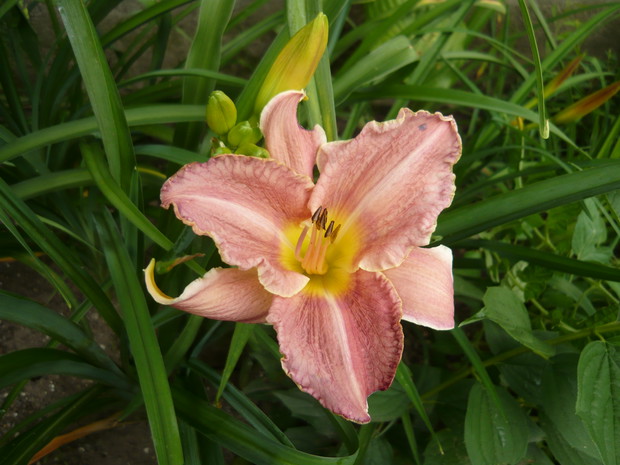 Wciąż powiększam moją kolekcję