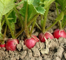 We wrześniu intensywnie nawadniamy, np. rzodkiewki