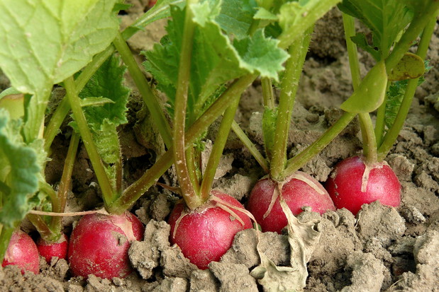 We wrześniu intensywnie nawadniamy, np. rzodkiewki