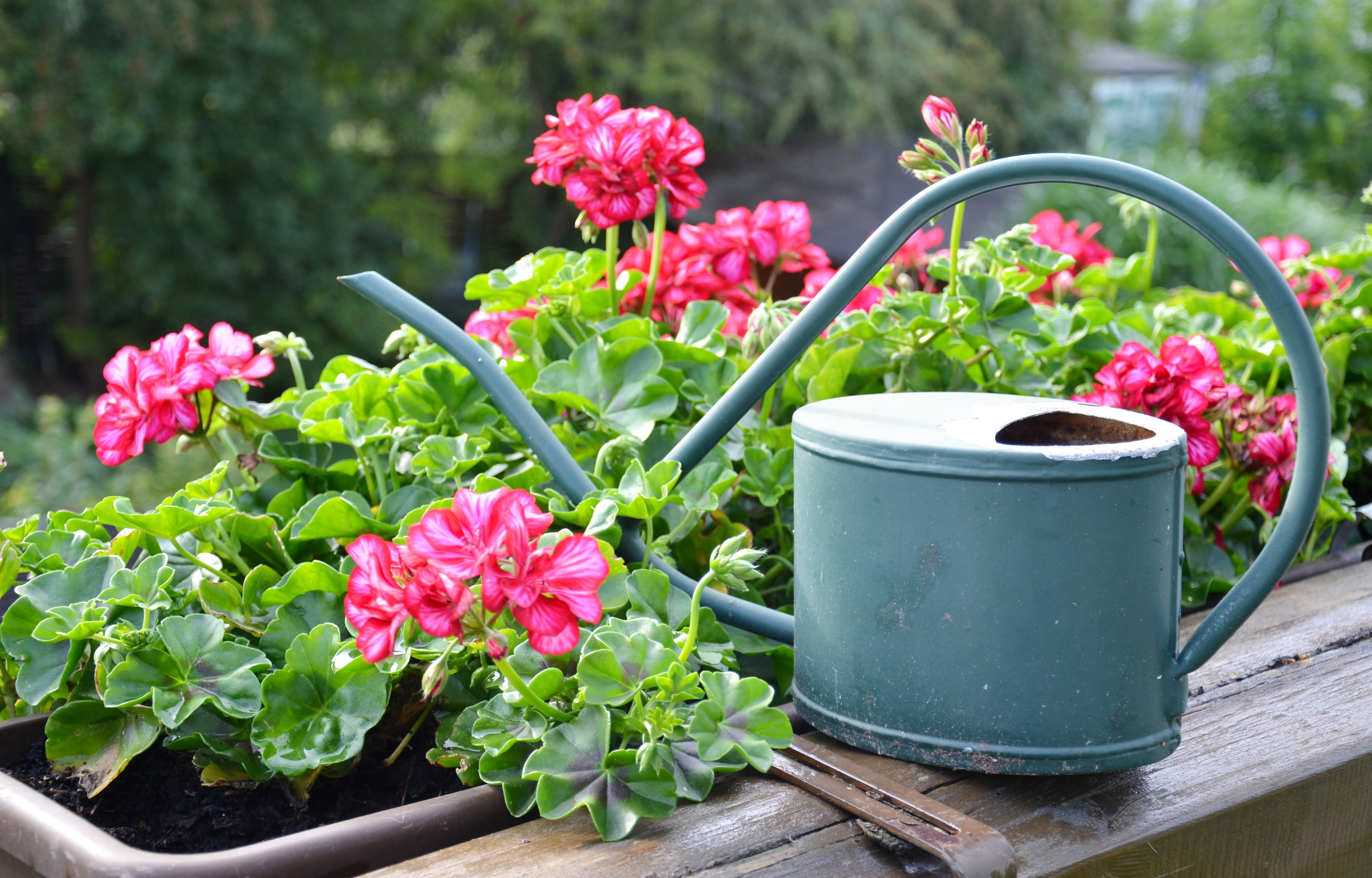 We wrześniu przestajemy dokarmiać rośliny wieloletnie takie jak np. pelargonie
