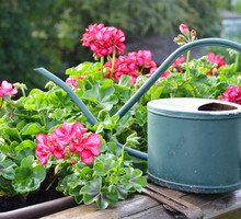 We wrześniu przestajemy dokarmiać rośliny wieloletnie takie jak np. pelargonie