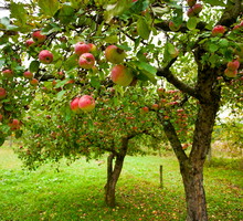 We wrześniu rozpoczynamy zbieranie jabłek