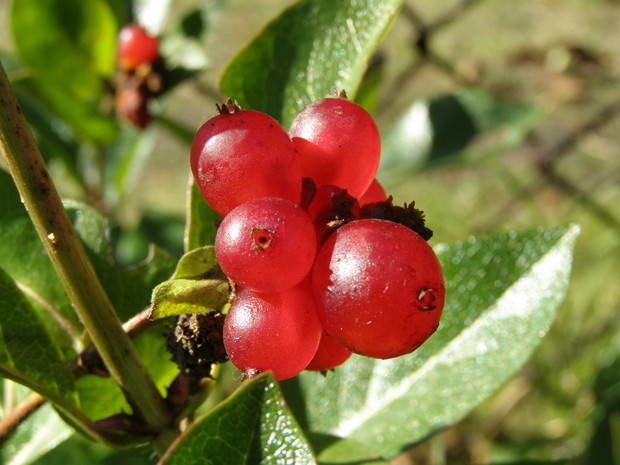 Wiciokrzew  pomorski Serotina.