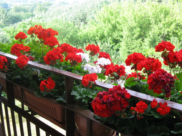 Widok z balkonu na działkię