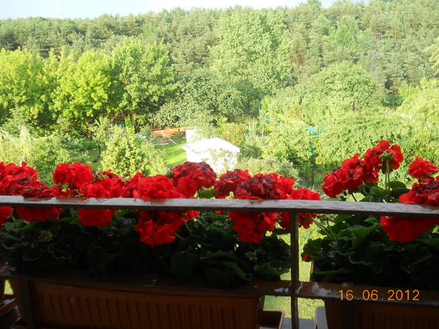 Widok z balkonu na naszą działkę 