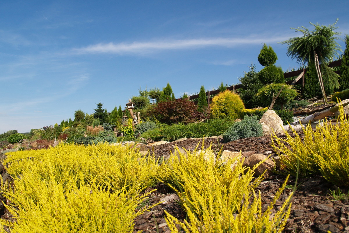 widok z perspektywy wrzosa