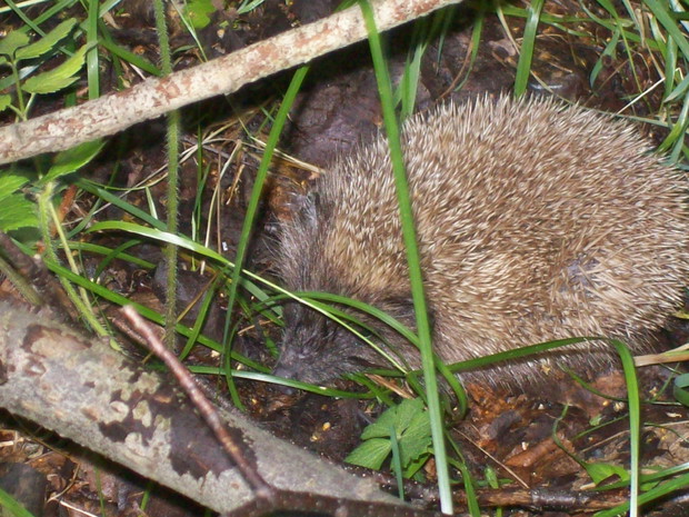 Wieczorem można natknąć się na jeża.