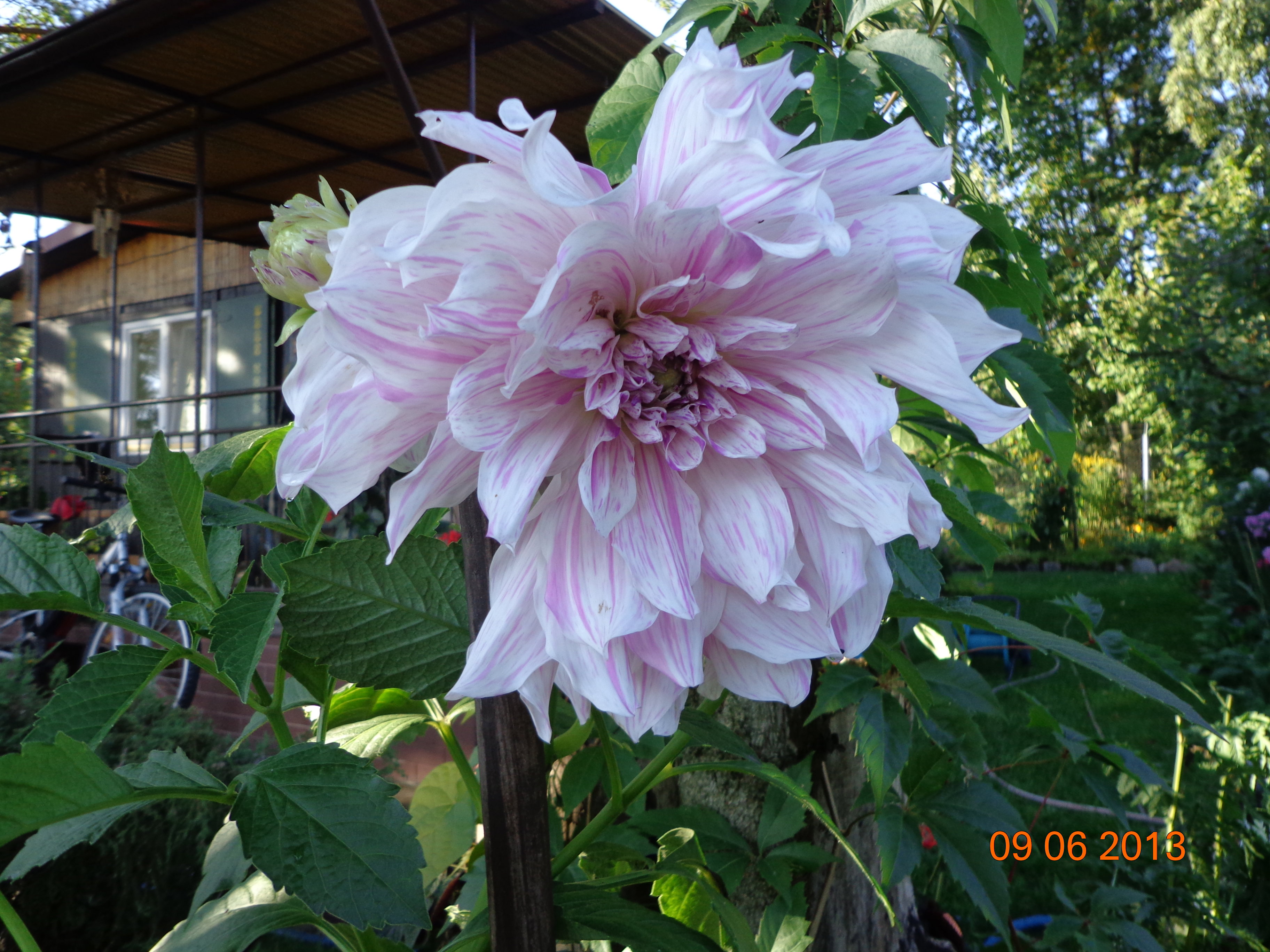 Wielka i pasiasta jak tygrysek dalia w moim ogrodzie