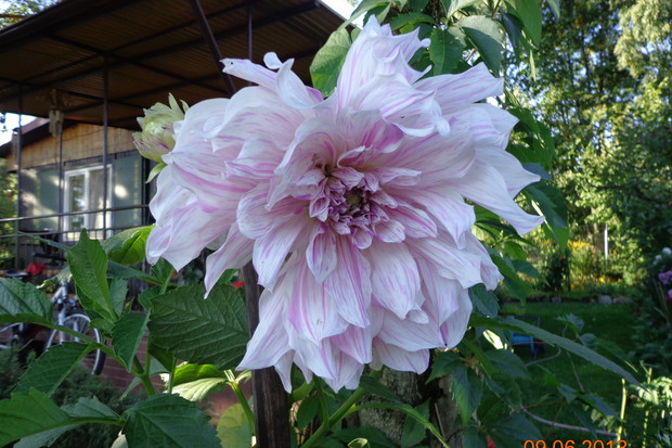 Wielka i pasiasta jak tygrysek dalia w moim ogrodzie