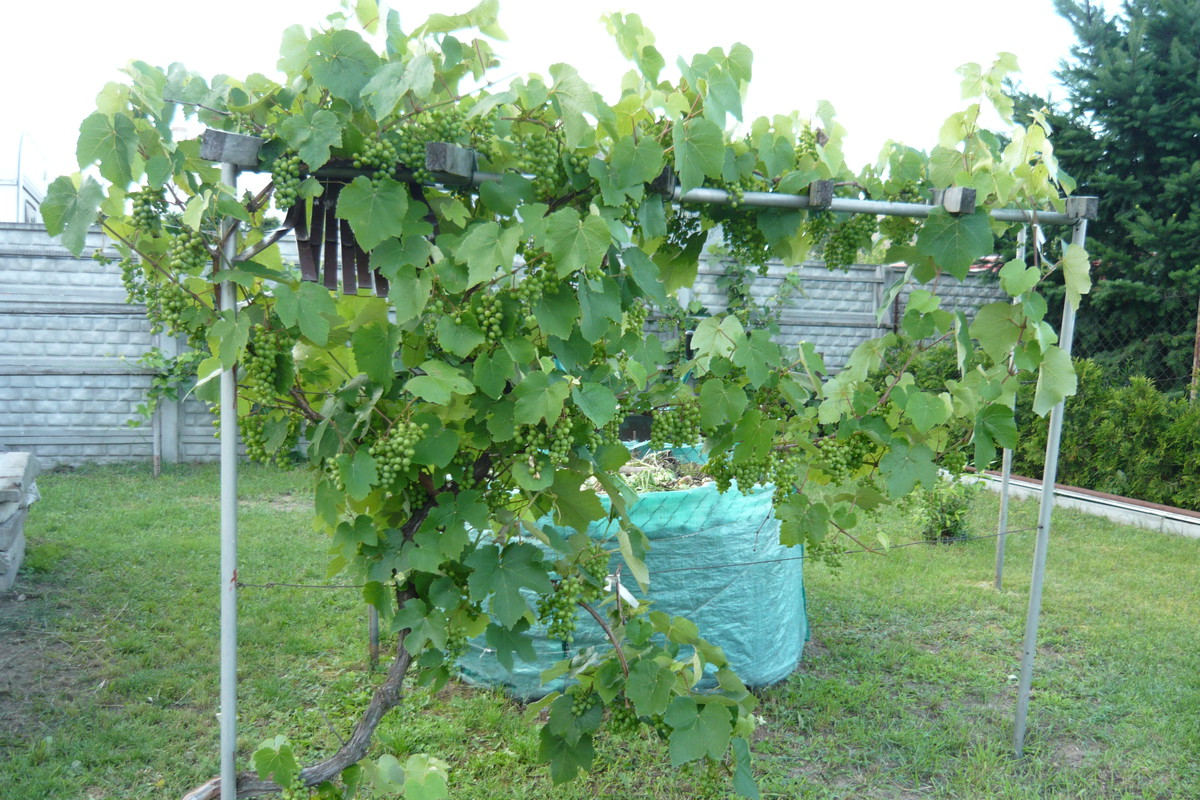 Winogron osłoną mniej ozdobnych części ogrodu