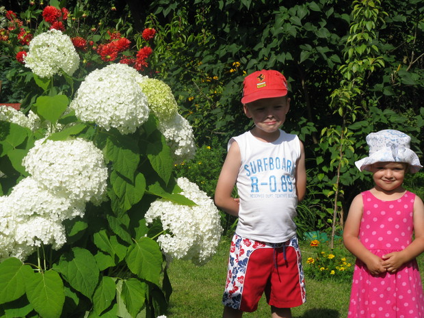 Wnuki przy hortensji