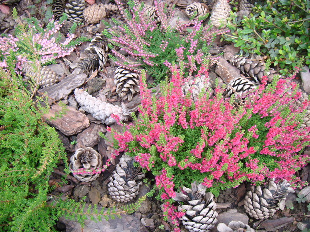 Wrzosy-kwiaty jesieni