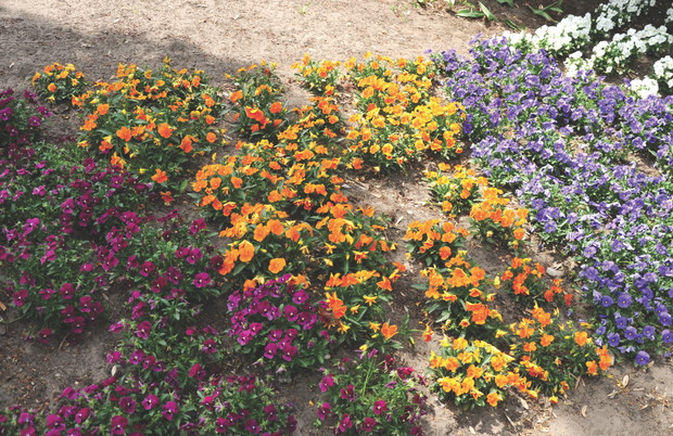 Wszędzie posadziłam nowe kwiaty.