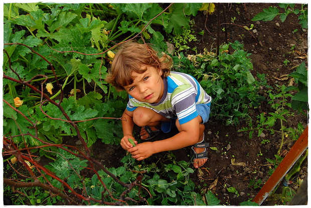 Zabawa w chowanego w warzywniku...