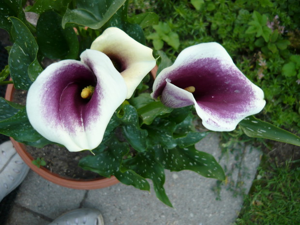 Zachwycają kolorem - kalie