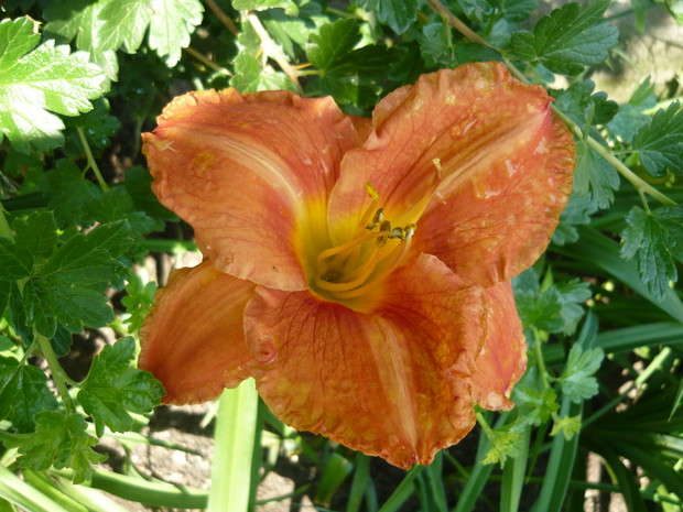 Zachwycające kolory liliowców