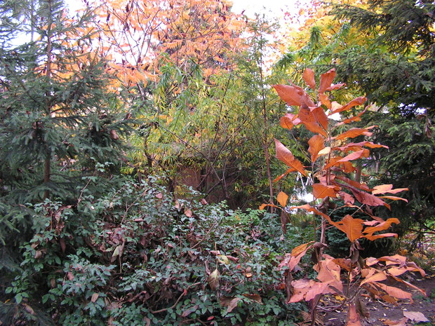 Zakątek leśny z magnolia parasolowatą
