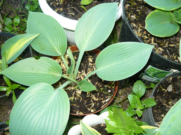 Zeszłoroczna, ni to szara, ni niebieska