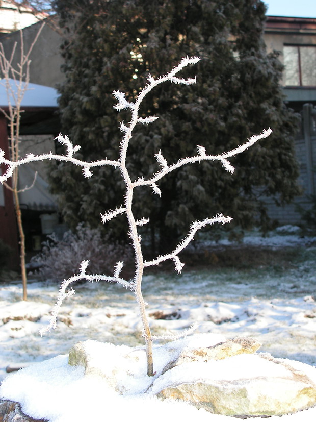 Zimowe dzieło sztuki