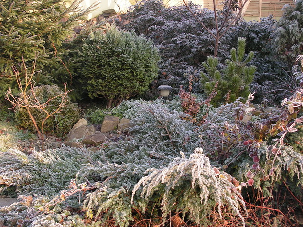 Zimozielone w roli głównej