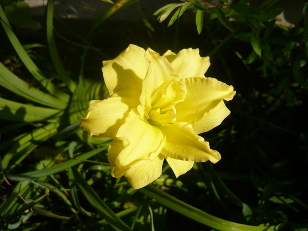 Żółty, pełny i zachwycająco piękny