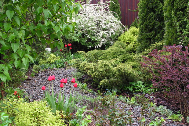 Żwirowa aleja w tulipanach