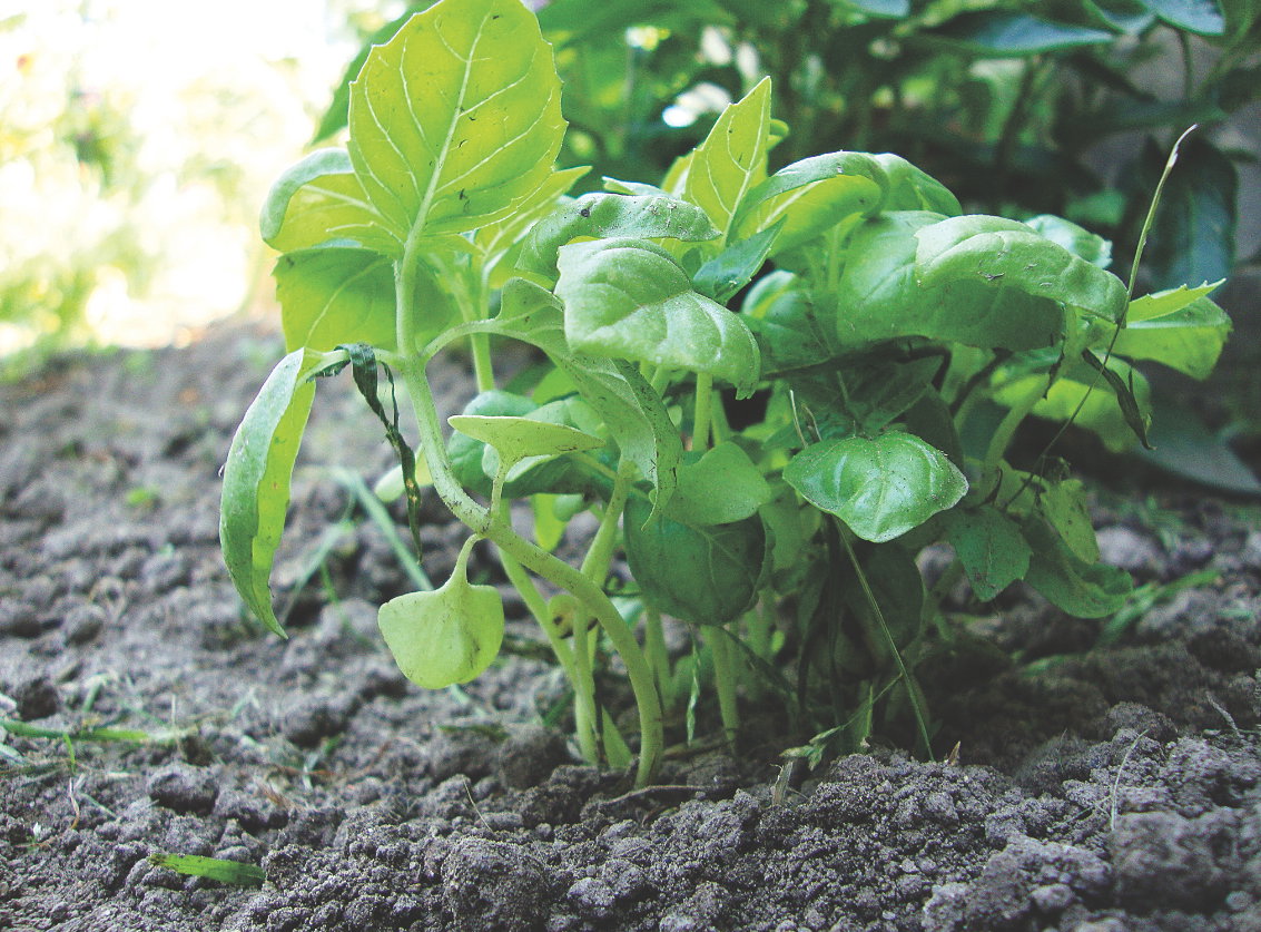 Aby bazylia dobrze się rozkrzewiała, systematycznie usuwajmy pojawiające się pąki kwiatowe.