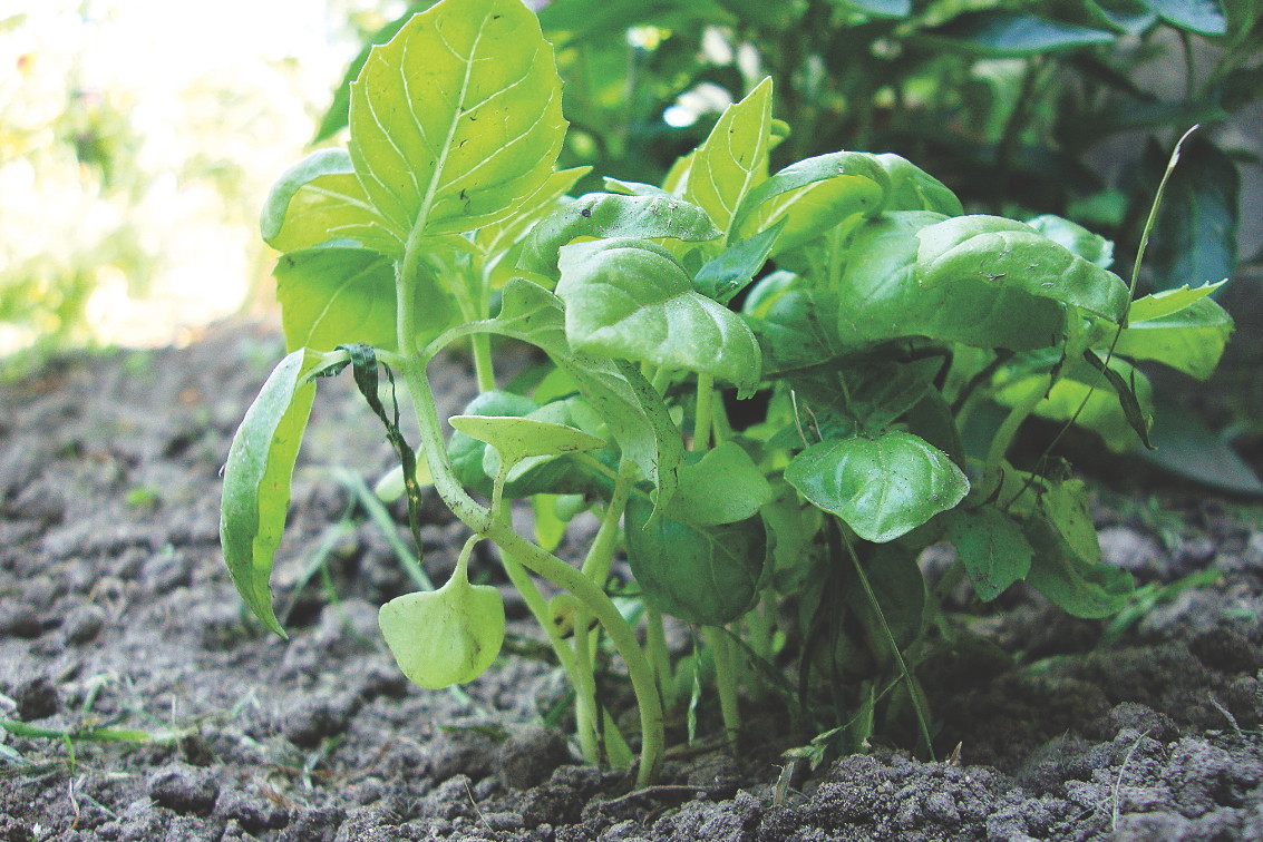 Aby bazylia dobrze się rozkrzewiała, systematycznie usuwajmy pojawiające się pąki kwiatowe.