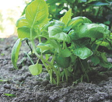 Aby bazylia dobrze się rozkrzewiała, systematycznie usuwajmy pojawiające się pąki kwiatowe.