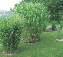 Aby miskanty lepiej przezimowały, warto obsypać je warstwą kory. Obumarłe pędy ścinamy dopiero na wiosnę.