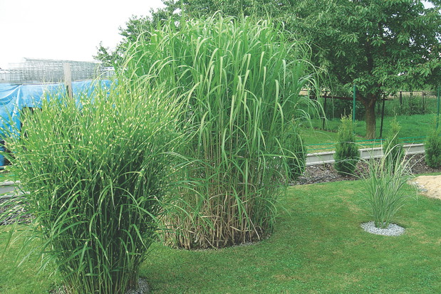 Aby miskanty lepiej przezimowały, warto obsypać je warstwą kory. Obumarłe pędy ścinamy dopiero na wiosnę.