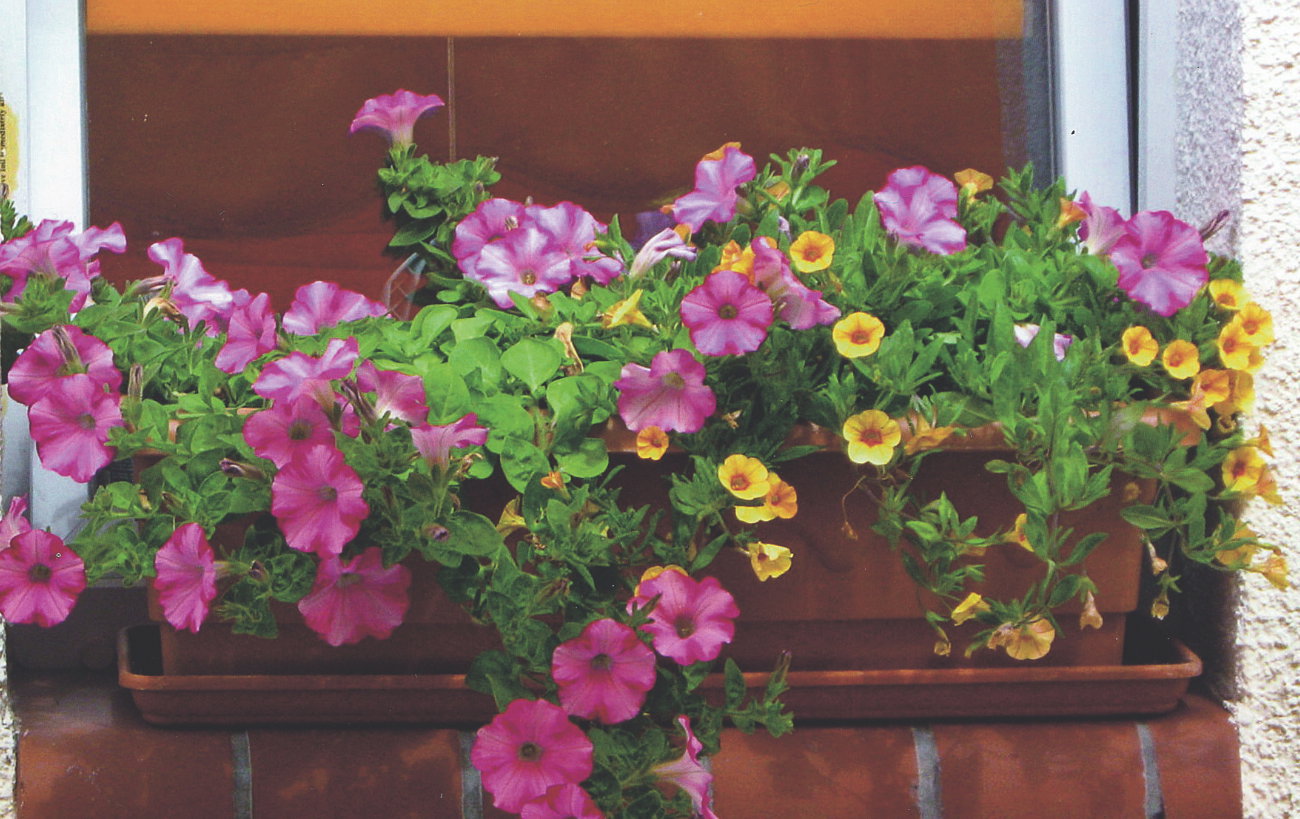 Aby petunie pięknie kwitły, wcale nie trzeba stosować drogich preparatów.