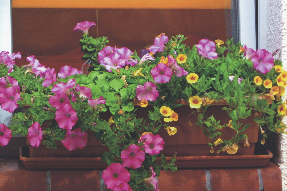 Aby petunie pięknie kwitły, wcale nie trzeba stosować drogich preparatów.