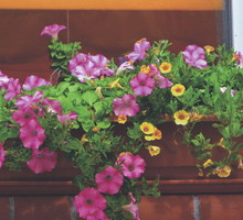 Aby petunie pięknie kwitły, wcale nie trzeba stosować drogich preparatów.