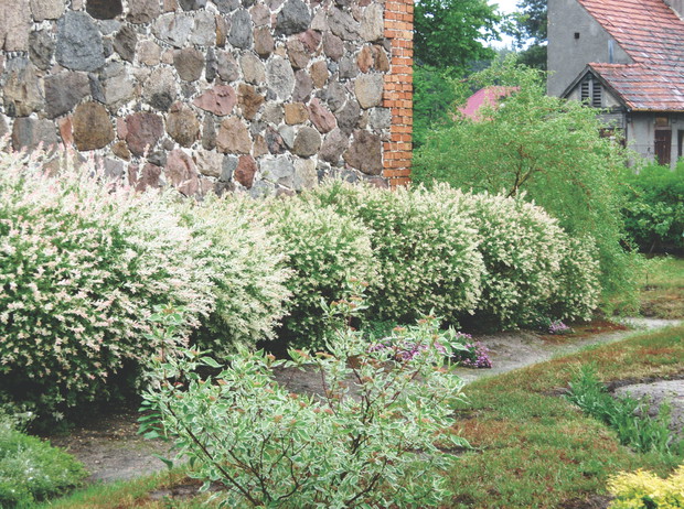 Aby wierzba japońska ładnie się przebarwiała, trzeba skracać jej gałązki nawet 3 razy w roku.