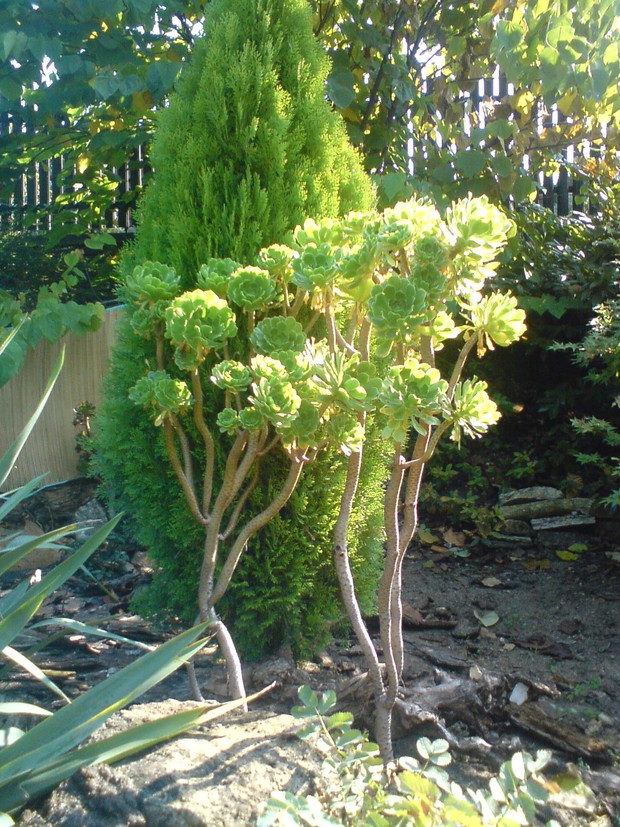 aeonium drzewiaste