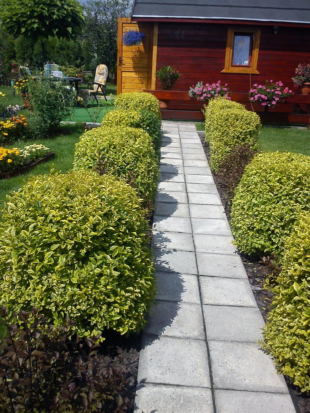 Alejka z ligustrami prowadząca do domku:)