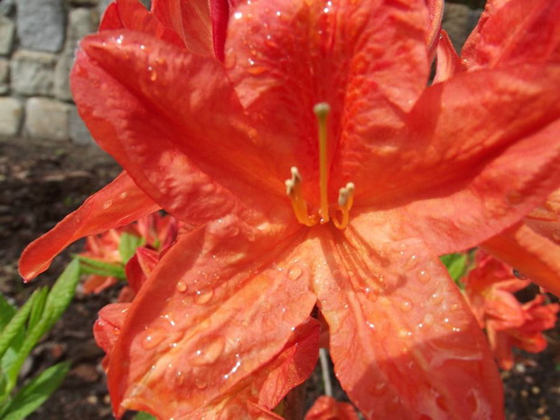 Azalia ,,Christopher Wren"