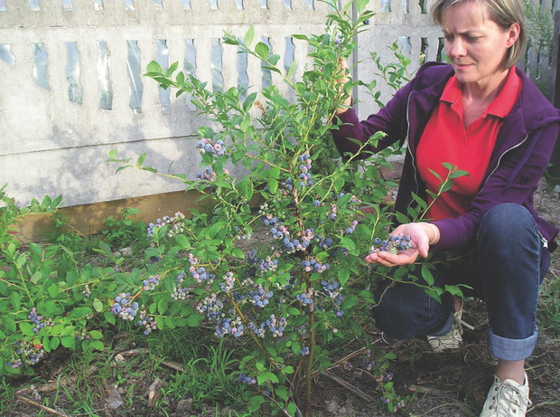 Borówka ma płytki system korzeniowy, dlatego wymaga częstego podlewania.